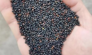 菜油菜粕期货交易一手要多少钱？需要额外开通么？